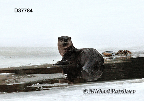 North American River Otter (Lontra canadensis) (Schreber, 1777)
